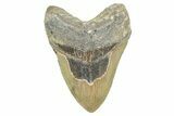 Serrated, Fossil Megalodon Tooth - North Carolina #368433-1